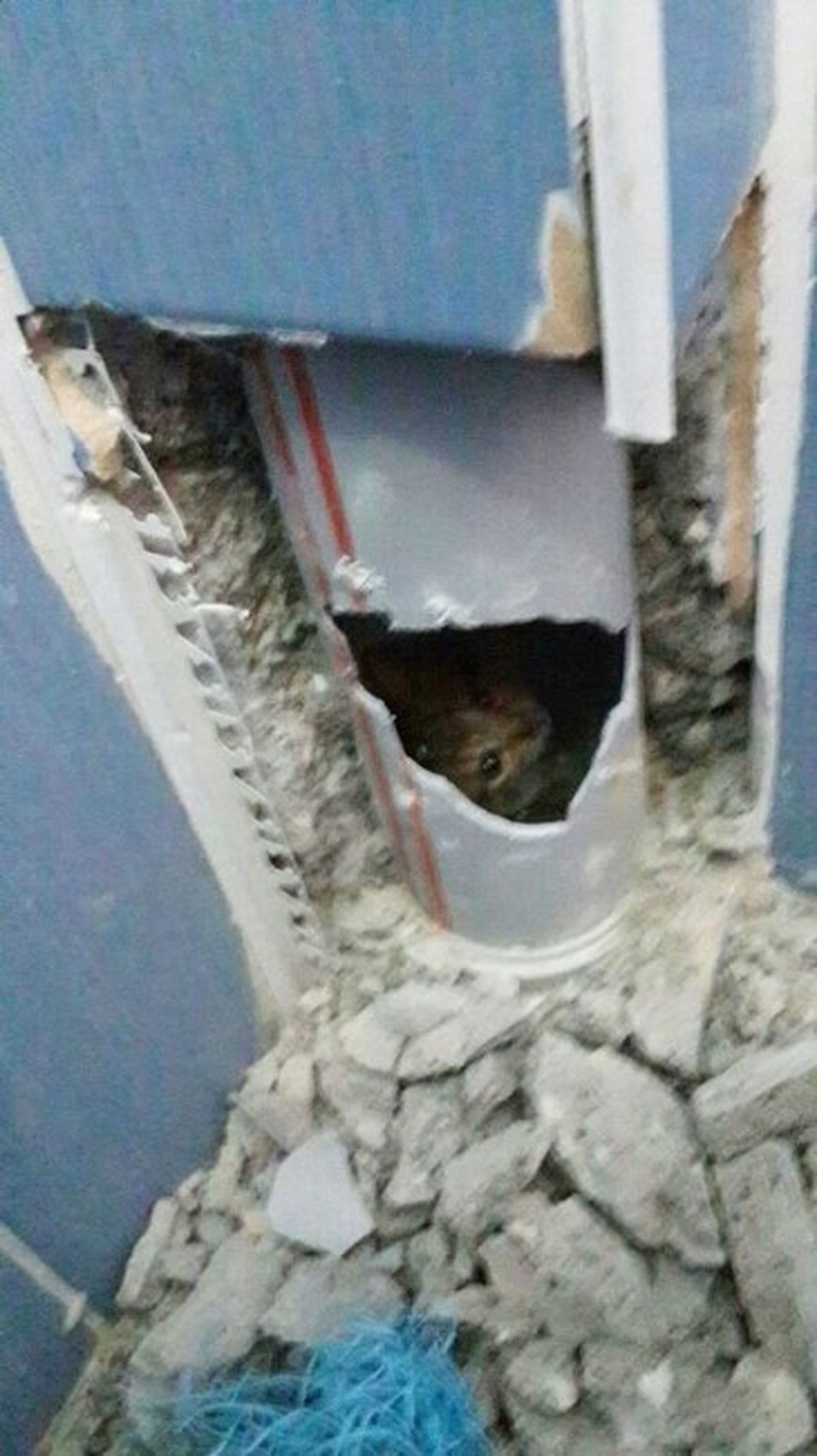 Yavru Kedinin Zor Anları