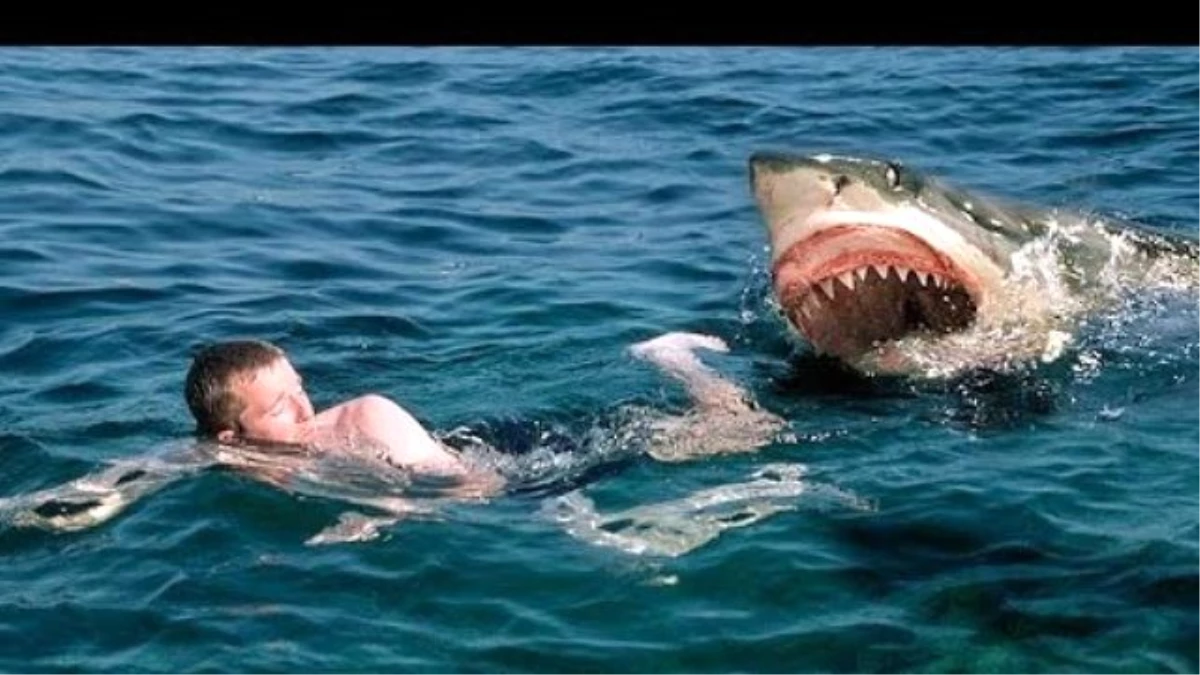 Yeni Kaledonya\'da Köpek Balığı Saldırısı