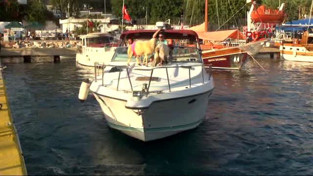Bodrum\'da Yaşayan Türkücüden Kurbanlıklarla İlginç Şov