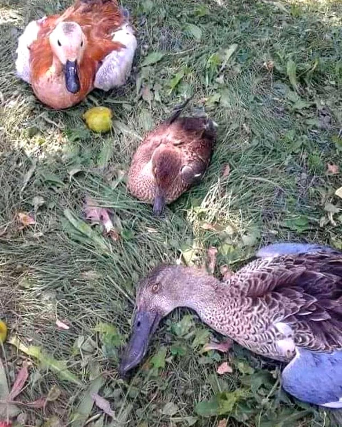 Erçek\'te Kuş Ölümleri