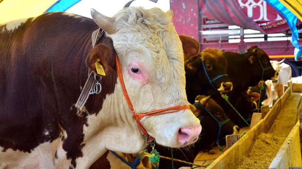 İstanbul\'un Kurbanlık İhtiyacını Trakya Karşılayacak