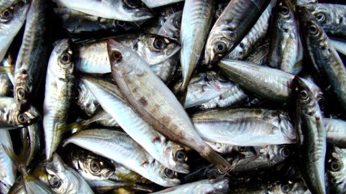 Tekirdağ\'da Balık Fiyatları