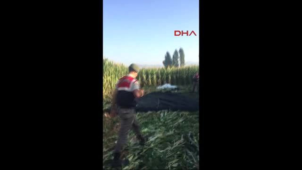 İzmir - Tire\'de Mısır Tarlasında Hintkeneviri ve Esrar Ele Geçirildi