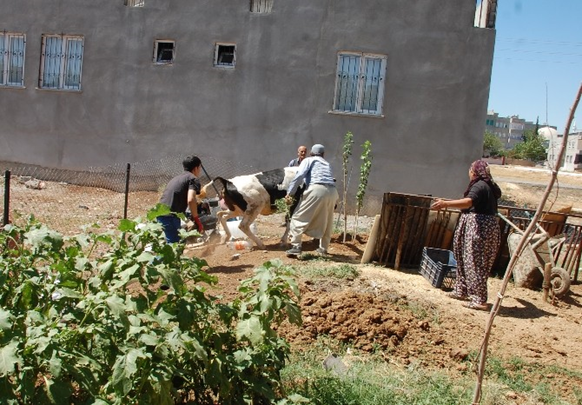 Kaçan Dana Saatler Süren Kovalamacanın Ardından Yakalandı
