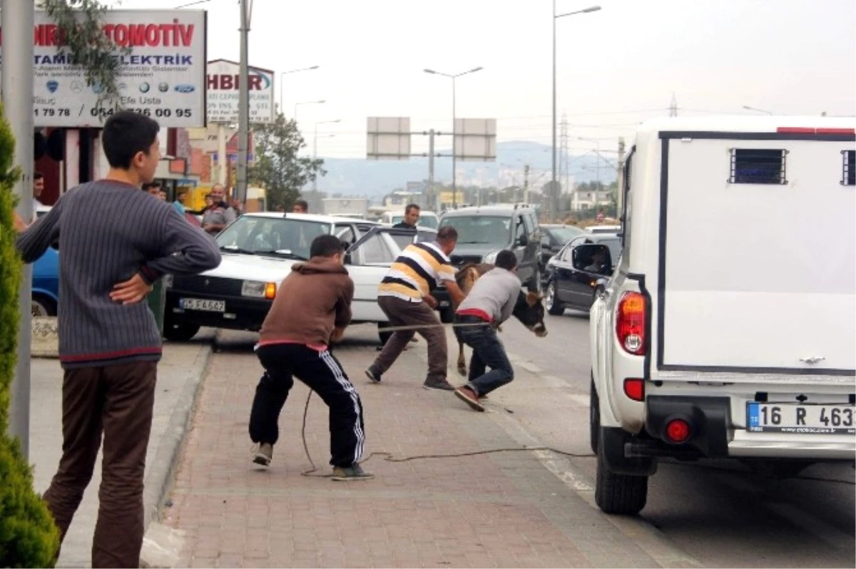 Kurban Bayramı\'nda Kurallara Uymayanlar Yandı