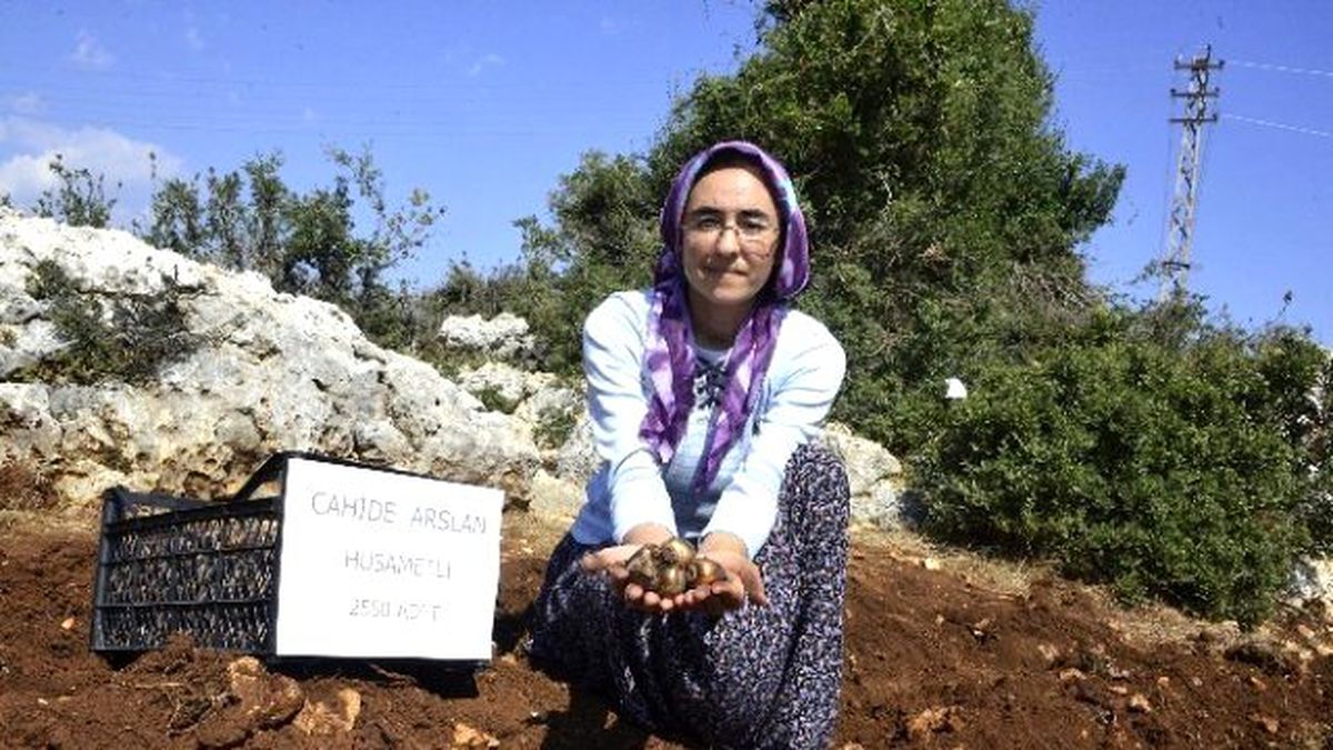 Mersin\'de Üreticilere 50 Bin Nergis Çiçeği Soğanı