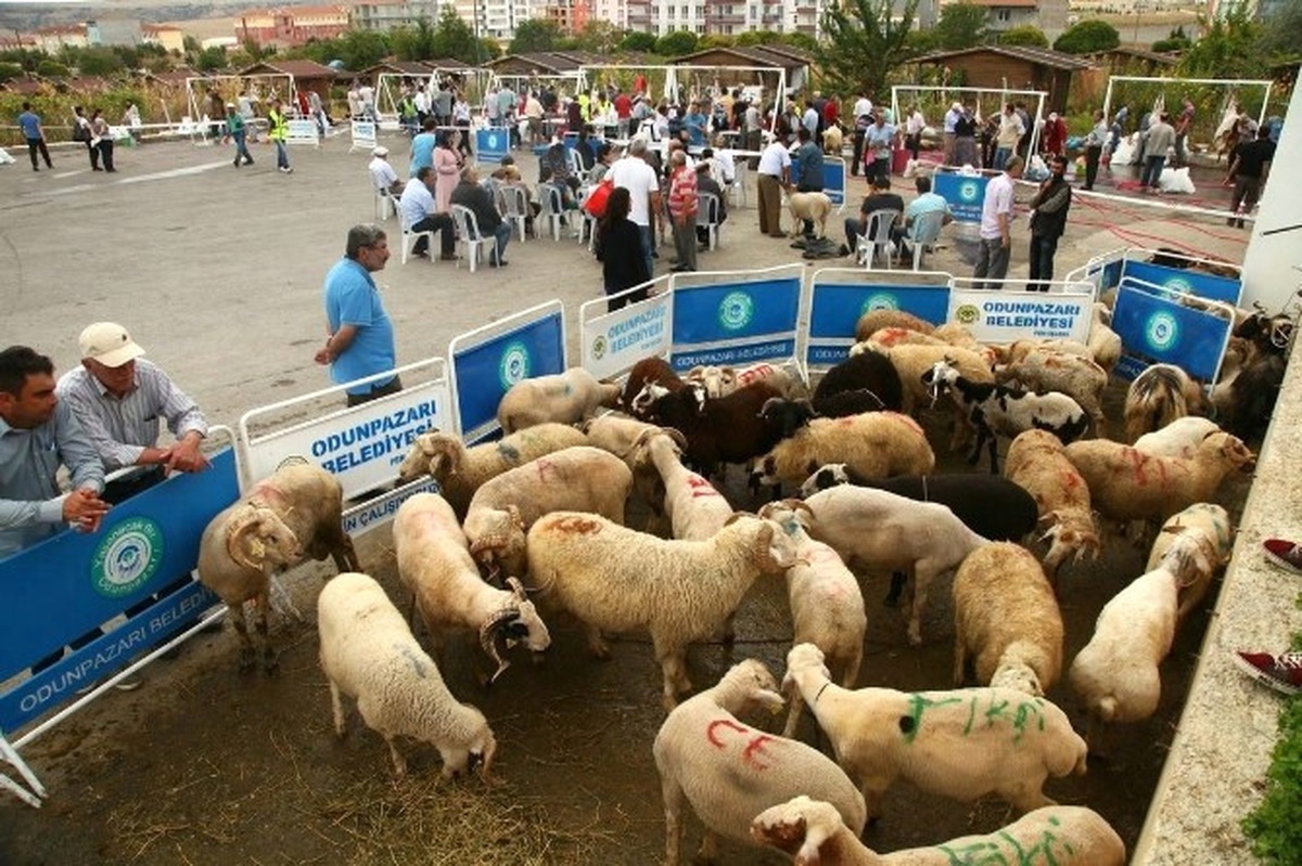 Odunpazarı\'nda Kurban Bayramı Hizmetleri Ücretsiz