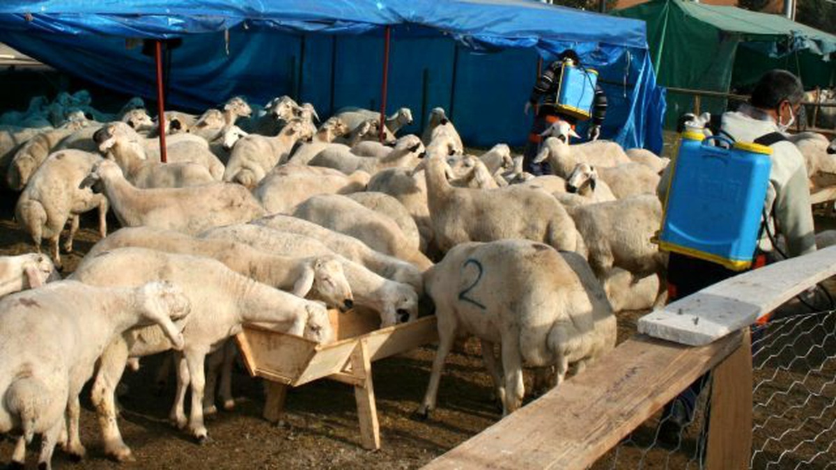 Osmaniye Belediyesi Kurban Bayramı Hazırlıklarını Tamamladı