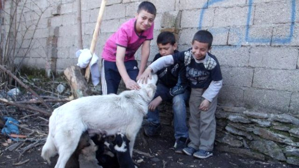 Köylüler, 10 Yavrusu Bulunan Köpeğe Sahip Çıktılar