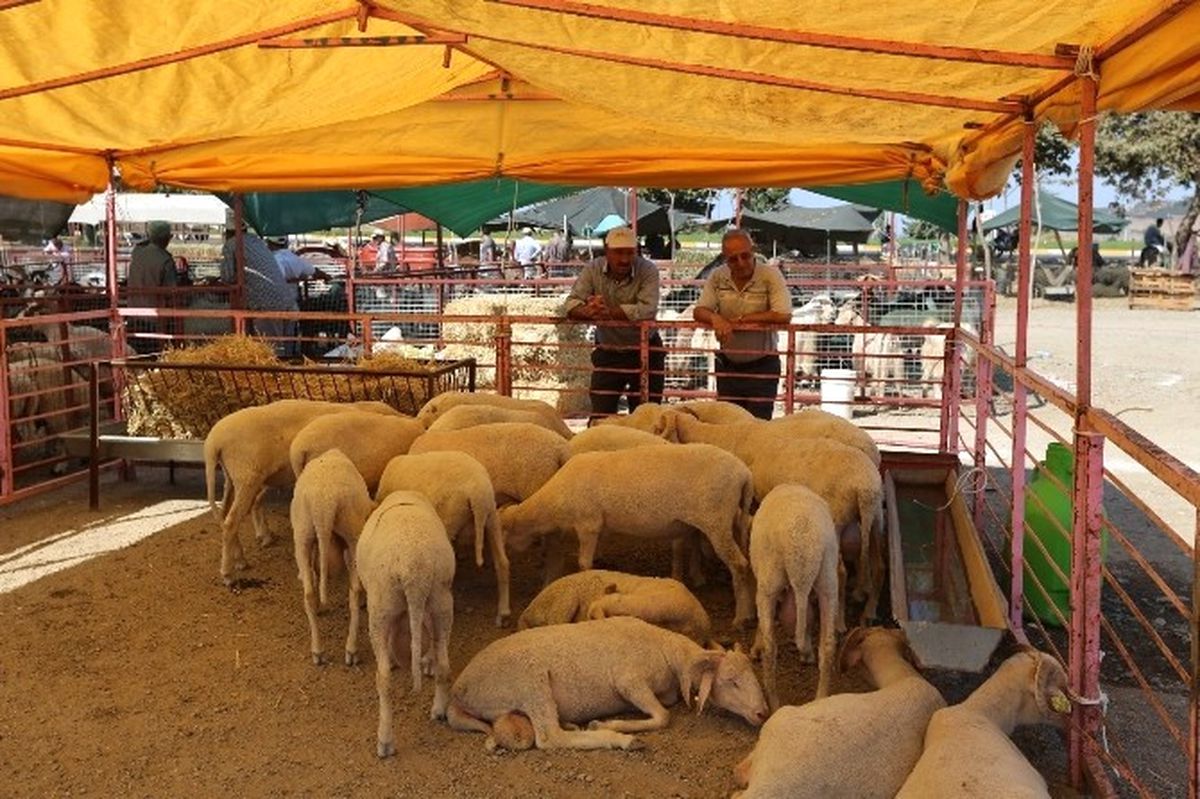 Selçuk İlçesi Kurban Bayramı\'na Hazır