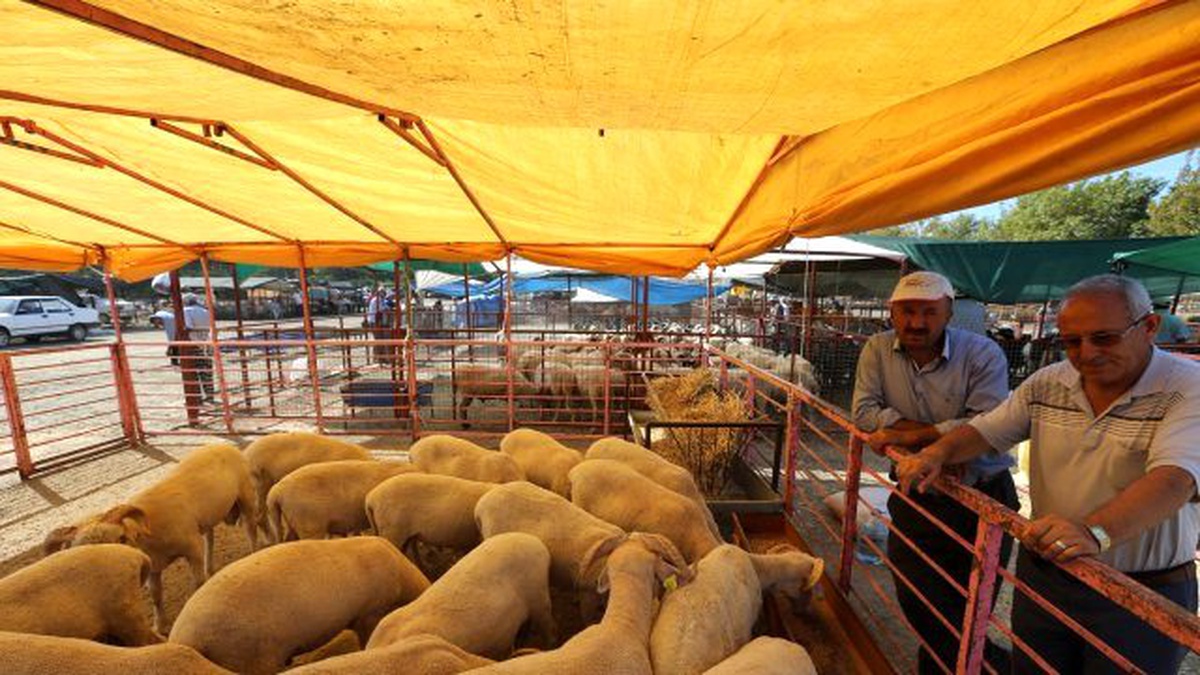 Selçuk ilçesi Kurban Bayramına hazır