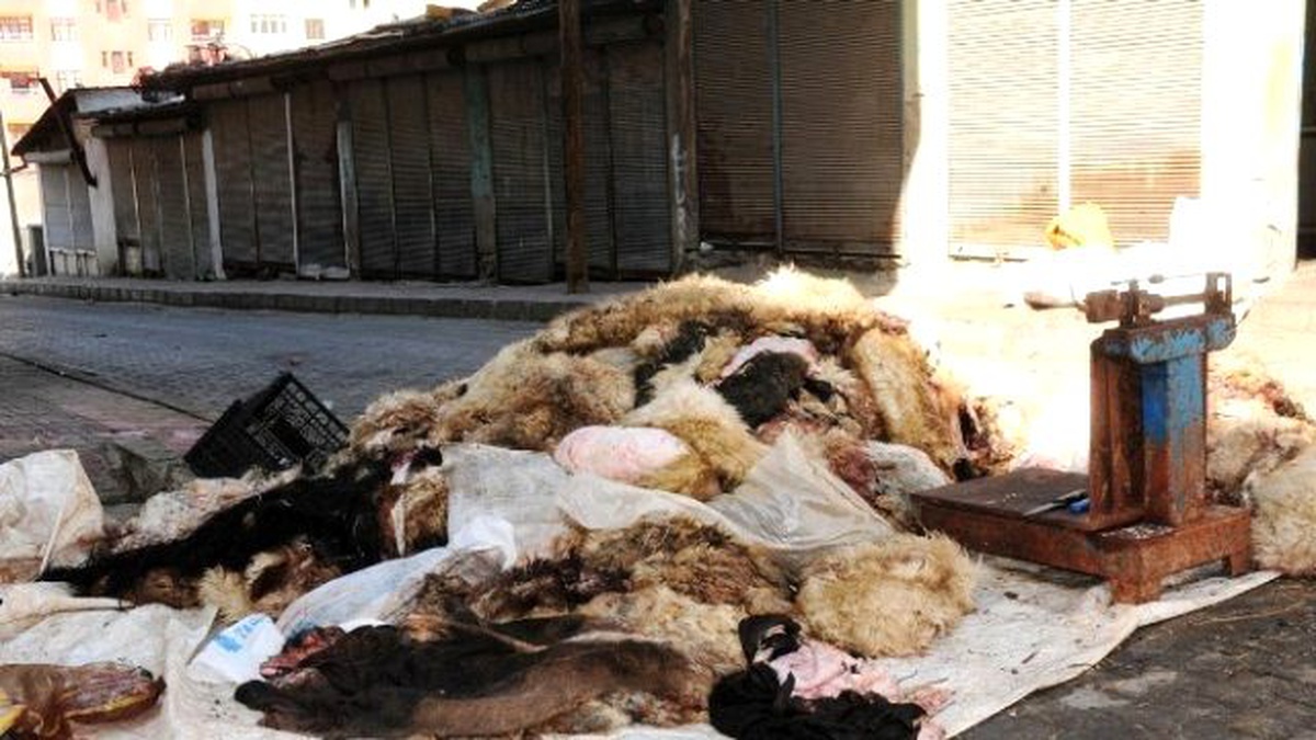Thk Kurban Derisi Bağışlarını Bekliyor