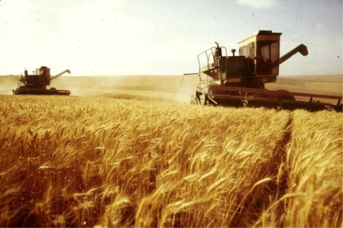 2016 Yılı Buğday Hasadı Sonu Değerlendirmesi
