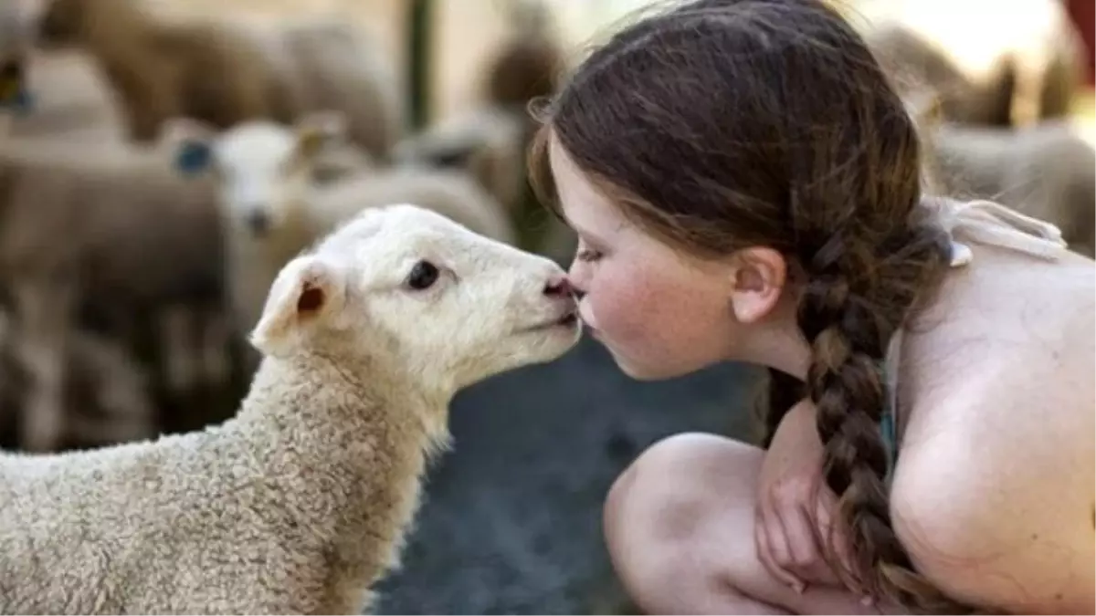 7 Yaşından Önce "KESİLME"Yİ Göstermeye, Zorlamayın