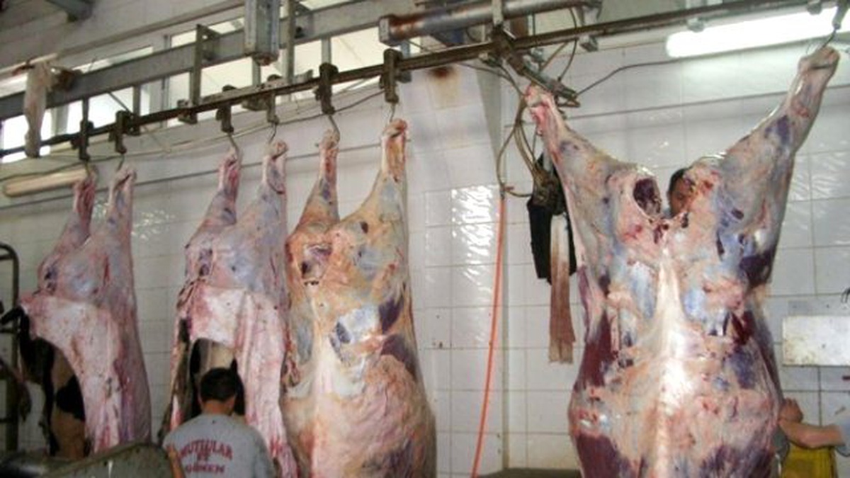 Bu Mezbahada Kurban Bekleme Süresi; 15 Dakika