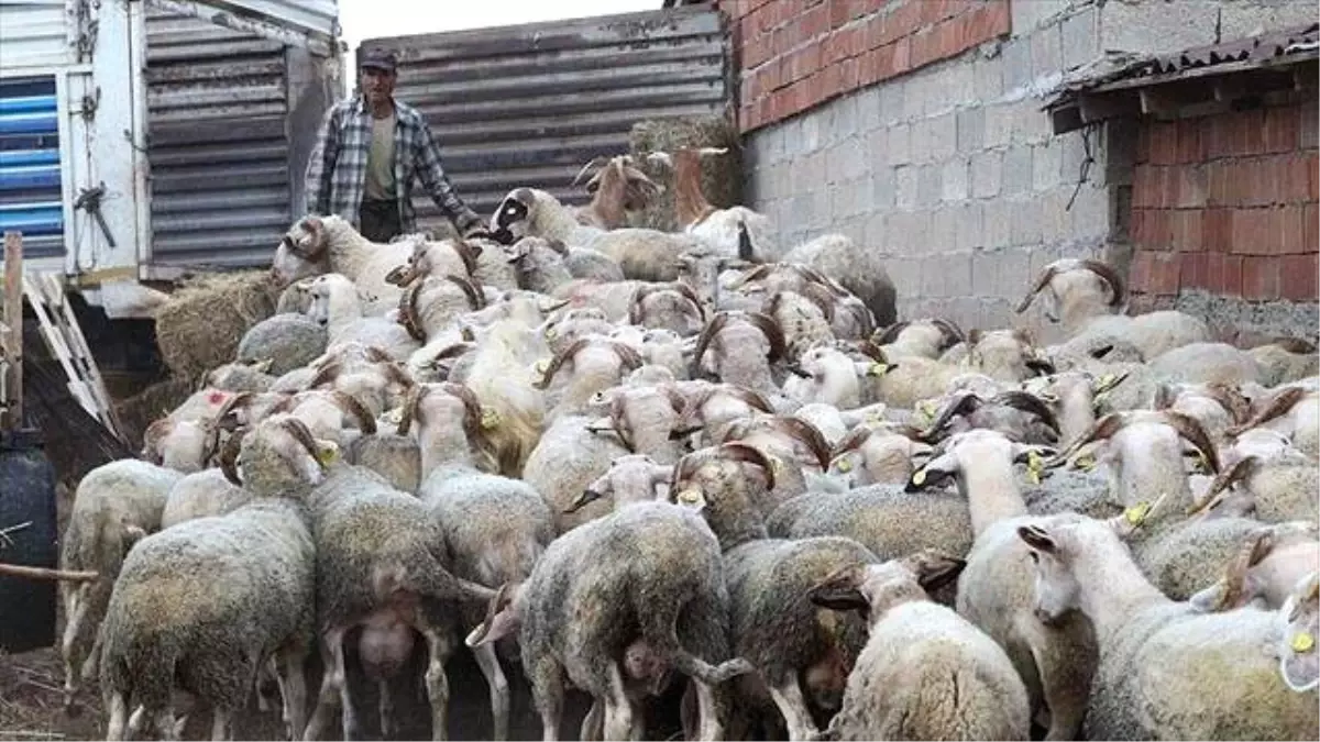 Cezaevinde Yetişen Kurbanlıklar Yok Sattı