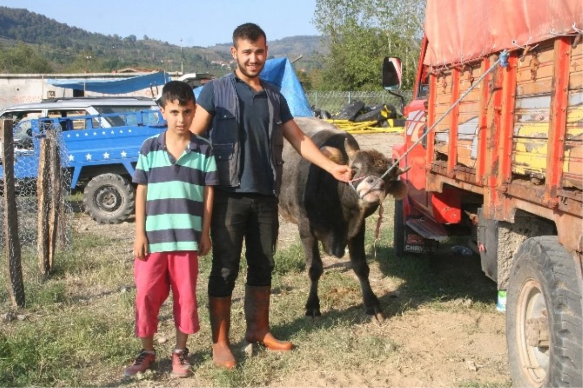 Devrek\'te Kurbanlıklar Görücüye Çıkmaya Başladı