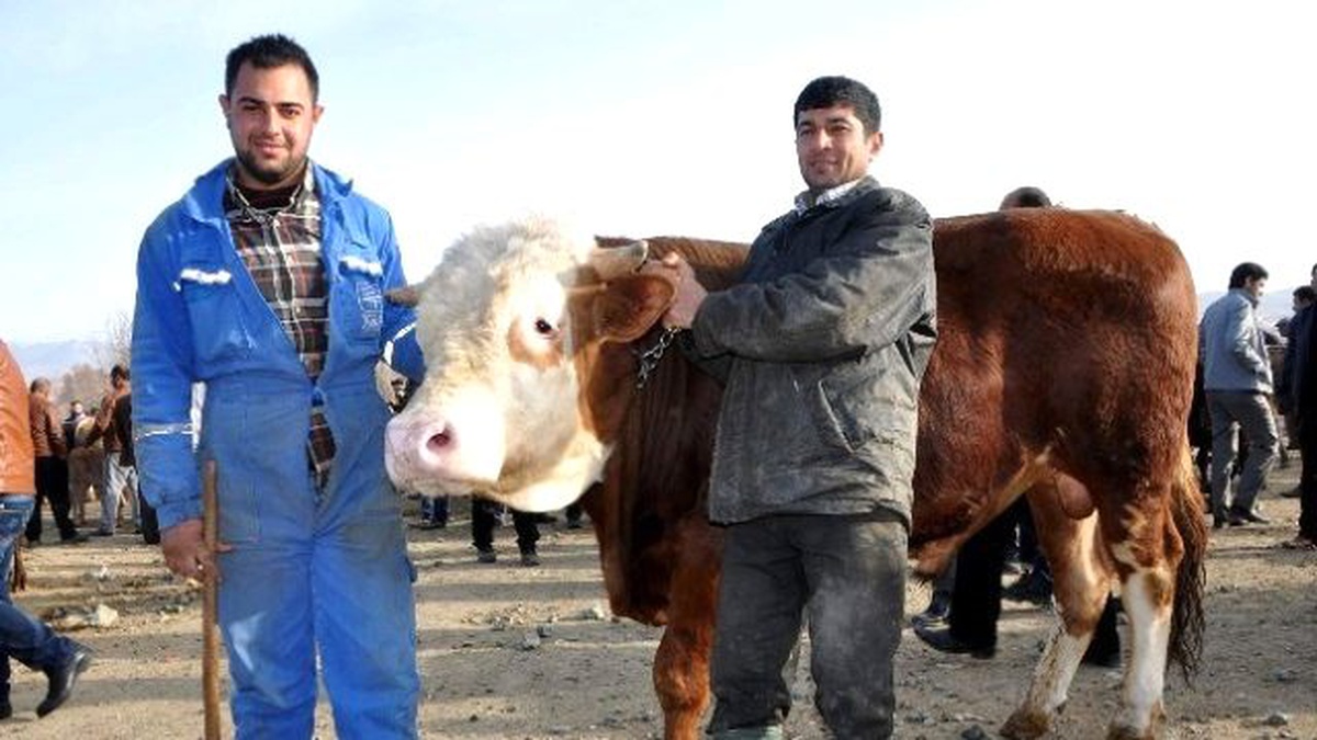 85 Kiloluk Koç Pazarın İlgi Odağı