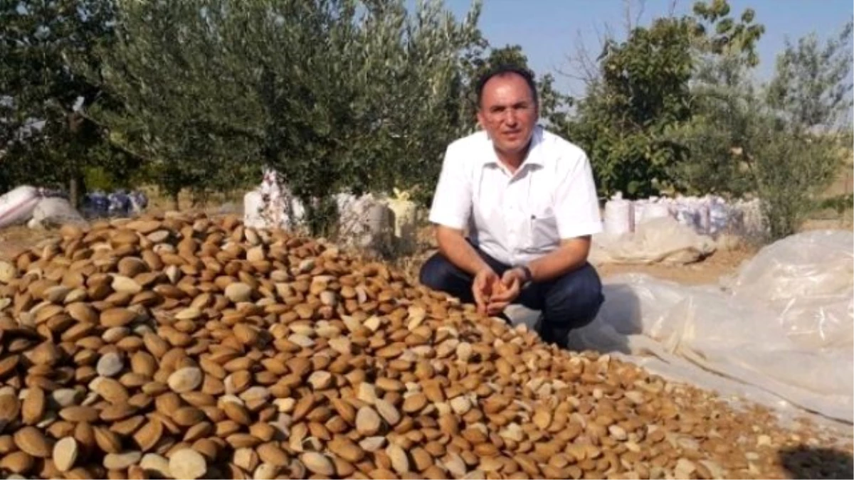 Kahta\'da Badem Rekoltesi Yüzleri Güldürüyor