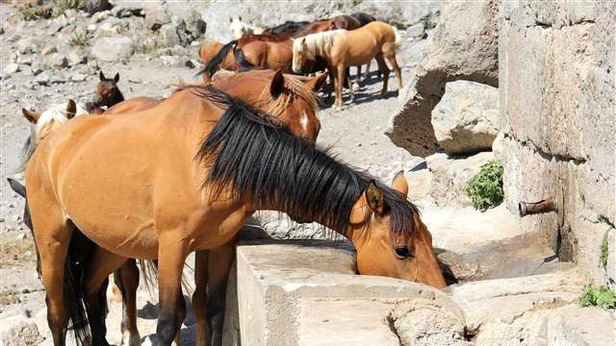 Karaman'daki Yılkı Atları Susuz Bırakılmadı