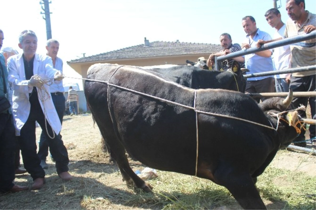 Kurbanlık Yatırmanın Püf Noktası