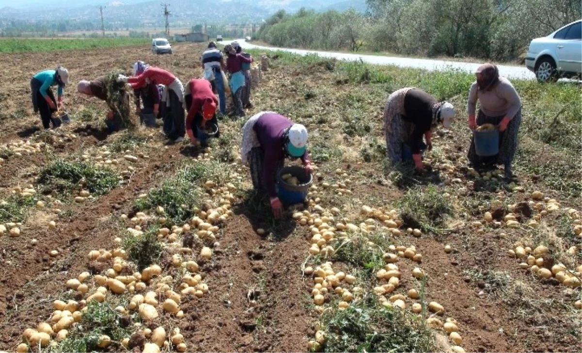 Patates ve Soğan\'da Verimin Yüksek Olması Çiftçinin Yüzünü Güldürüyor