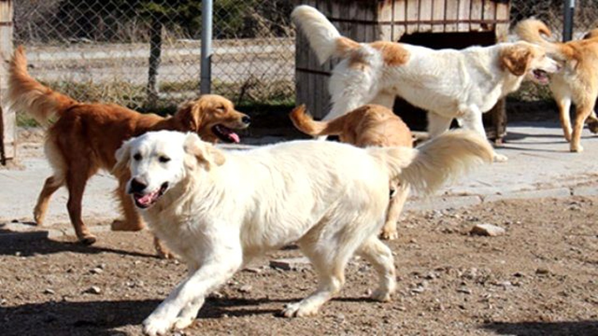 Sokağa Terk Edilen Köpekler Yeni Sahiplerini Bekliyor