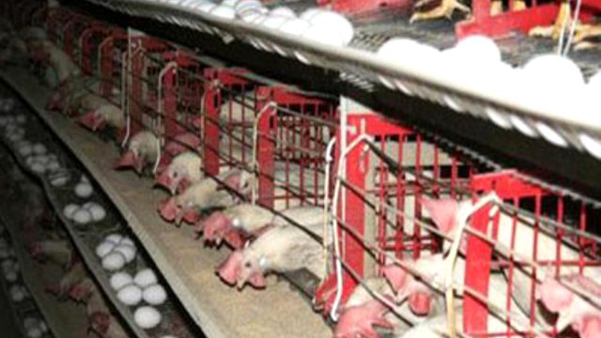 Yumurtada Çift Haneli Üretim Artışı, Tavuk Etinde Düşüş