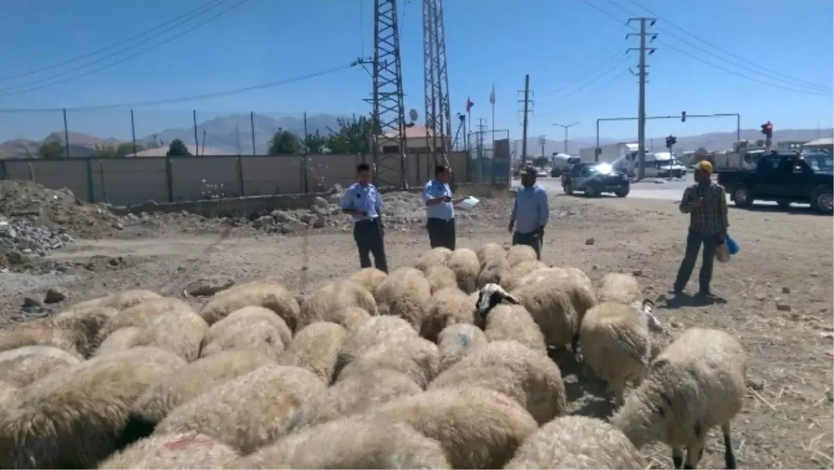 Tuşba Belediyesi Zabıta Ekiplerinden Kurban Kesim Yerleri ve Kurbanlık Denetimi