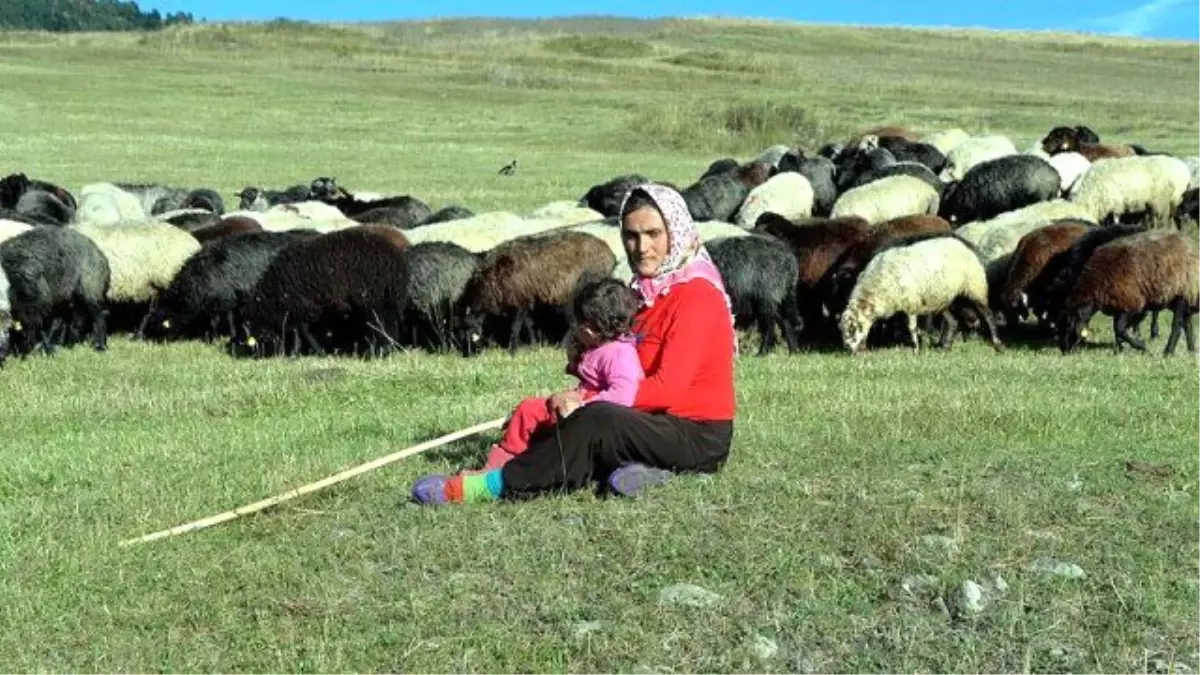 Bir Keçileri Bile Yokken Şimdi 40 Koyunları Var