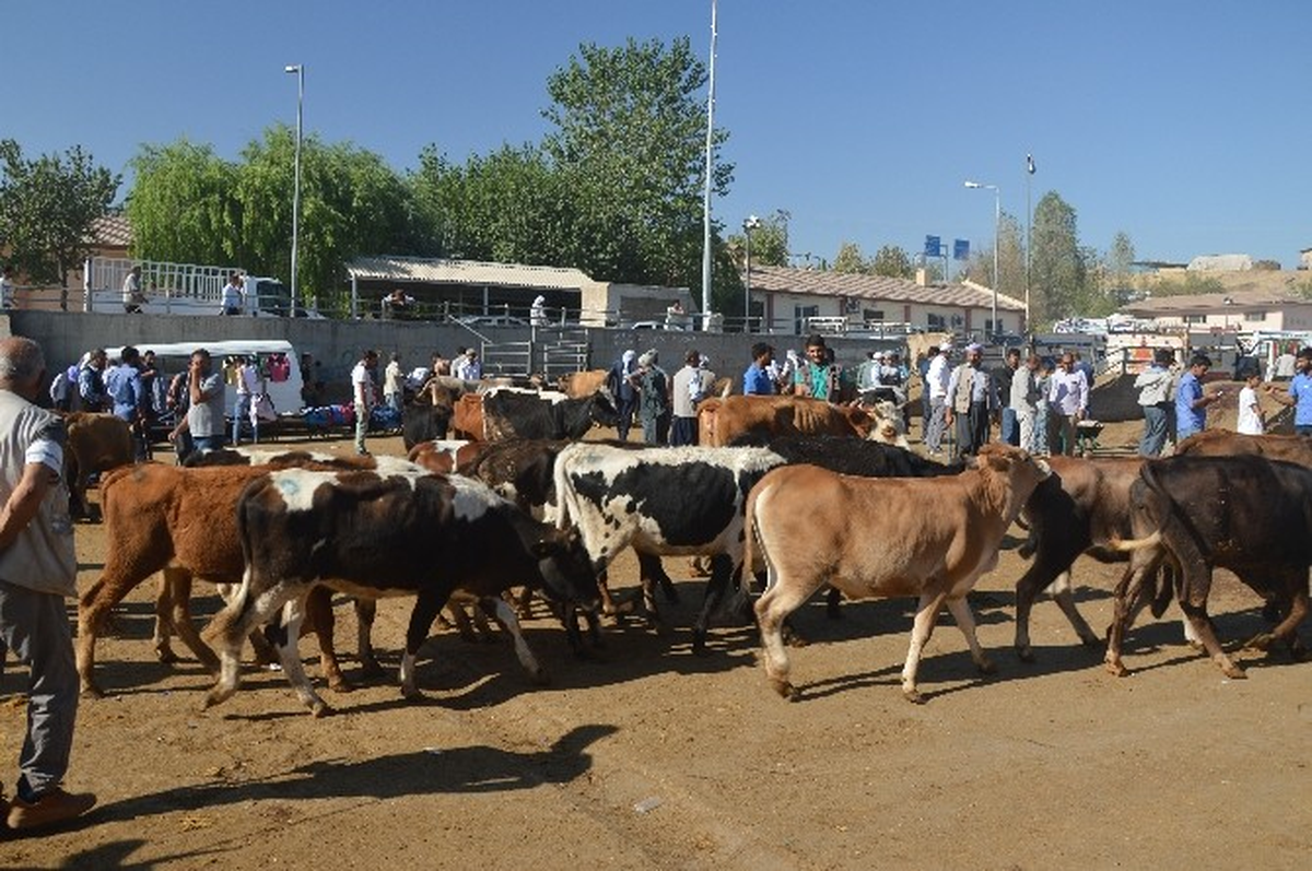 Diyarbakır\'da Kurbanlık Telaşı