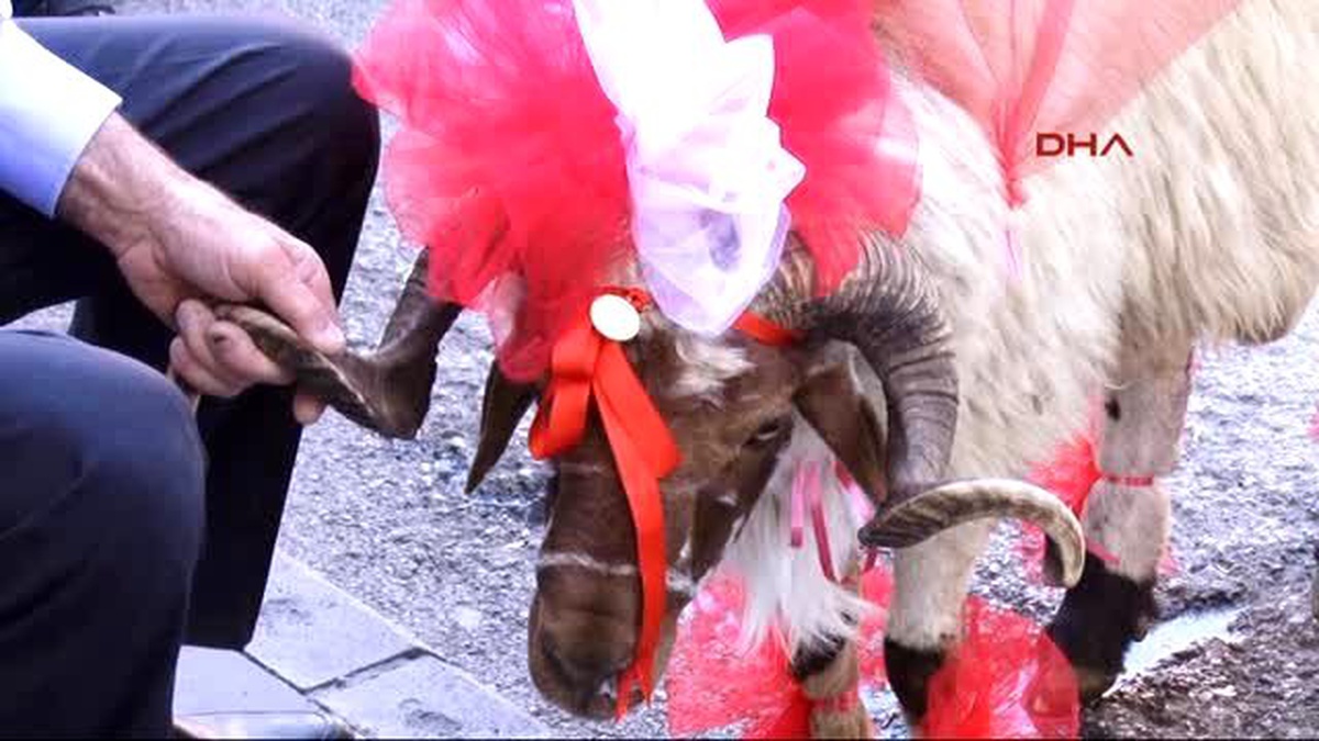 Erzurum-Süslenen Gelin Koçları Yola Çıktı