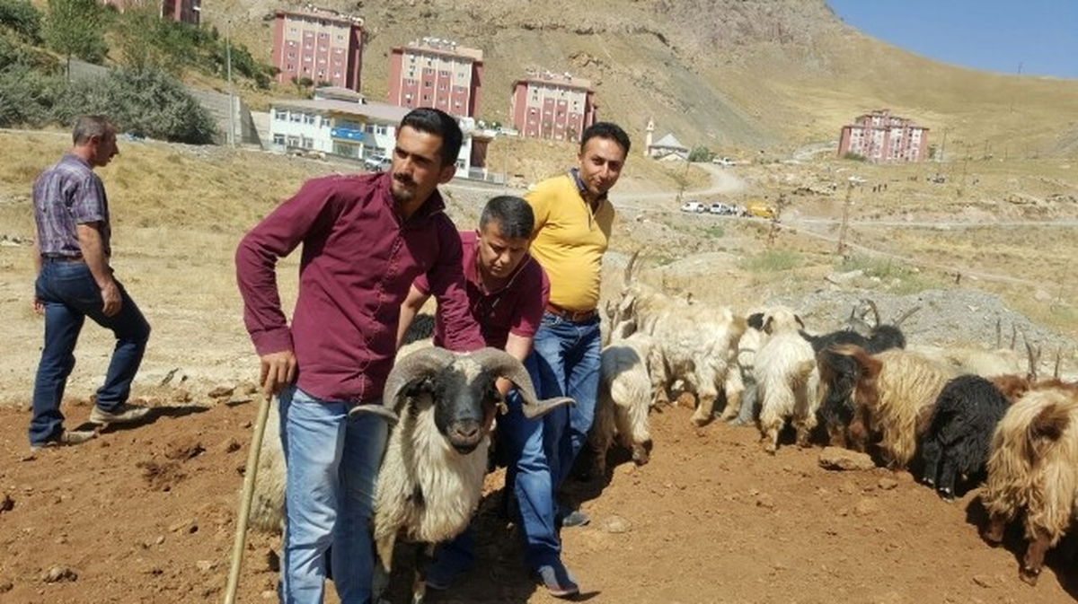 Hakkari\'de Kurban Hayvan Pazarı Denetlendi