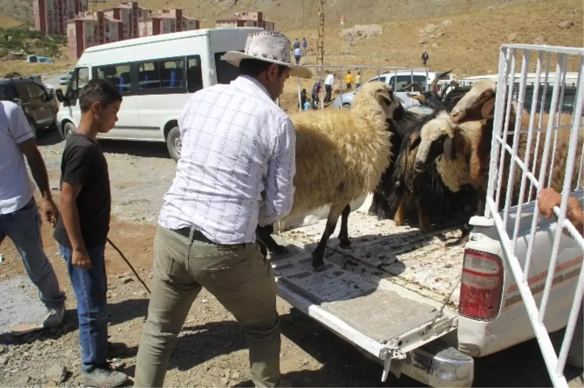 Hakkari\'de Kurban Telaşı