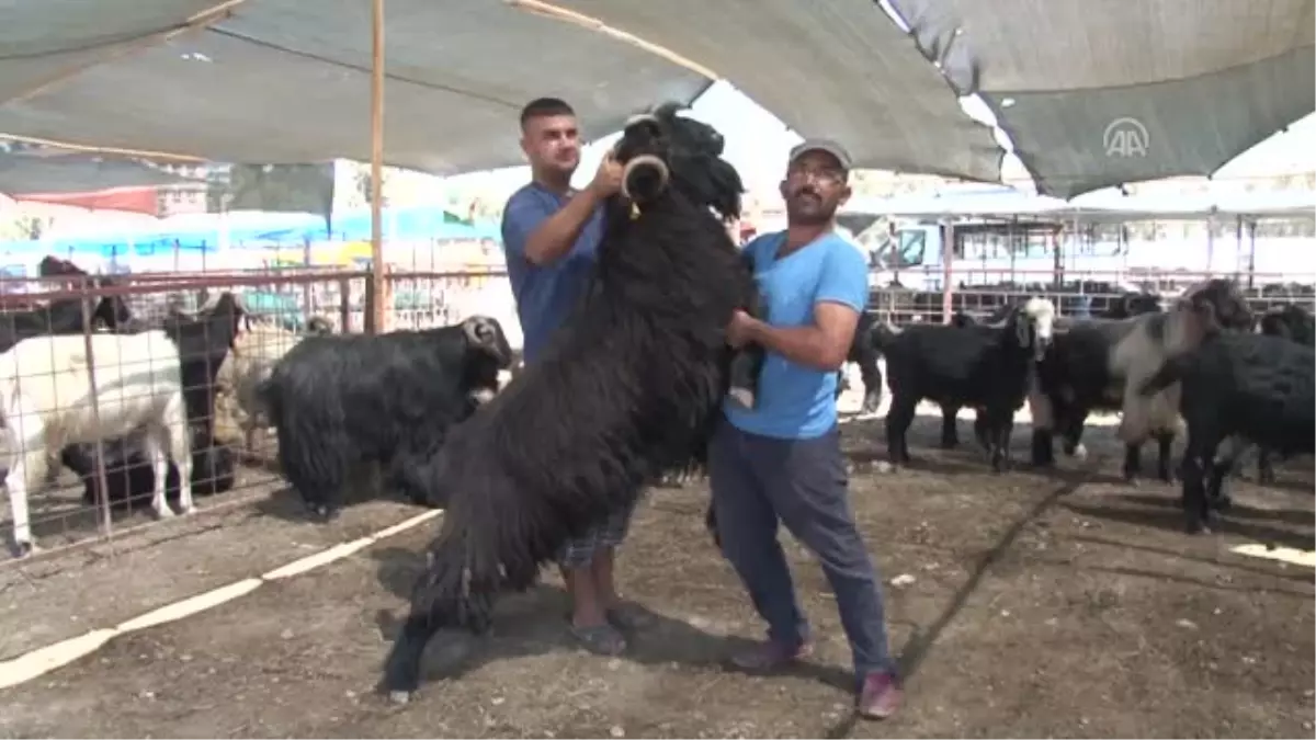 Kurban Pazarının Gözdeleri "Paşa" ve "Reis" - Adana