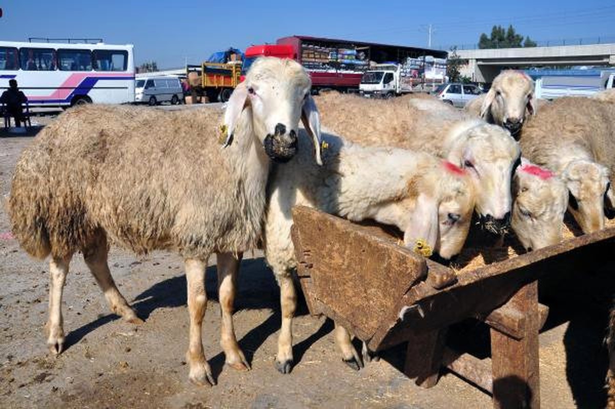 Kurbanlık Hayvanı Acemi Kasaplara Kestirmeyin\'