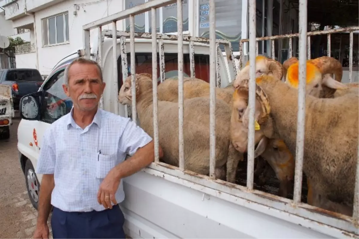 Lapseki\'de Kurban Pazarı