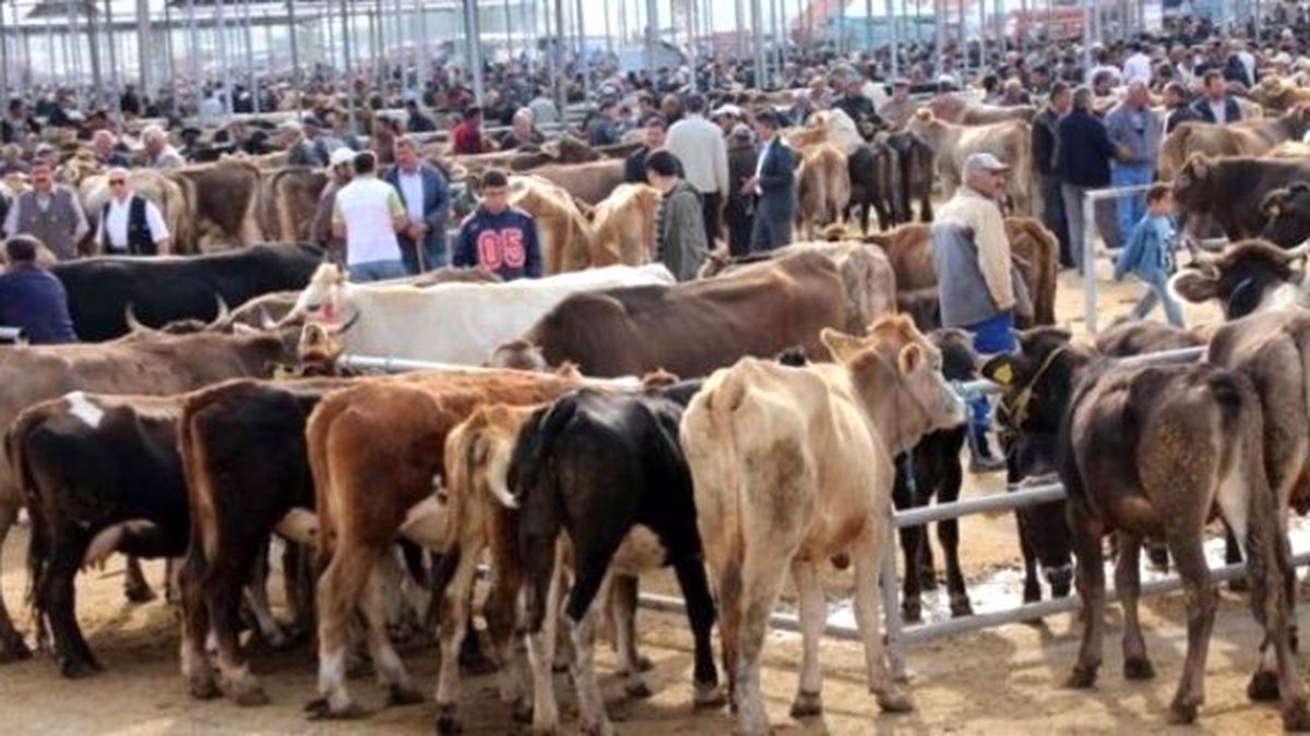 Okul Harçlığını Kurban Bahşişiyle Çıkartıyorlar