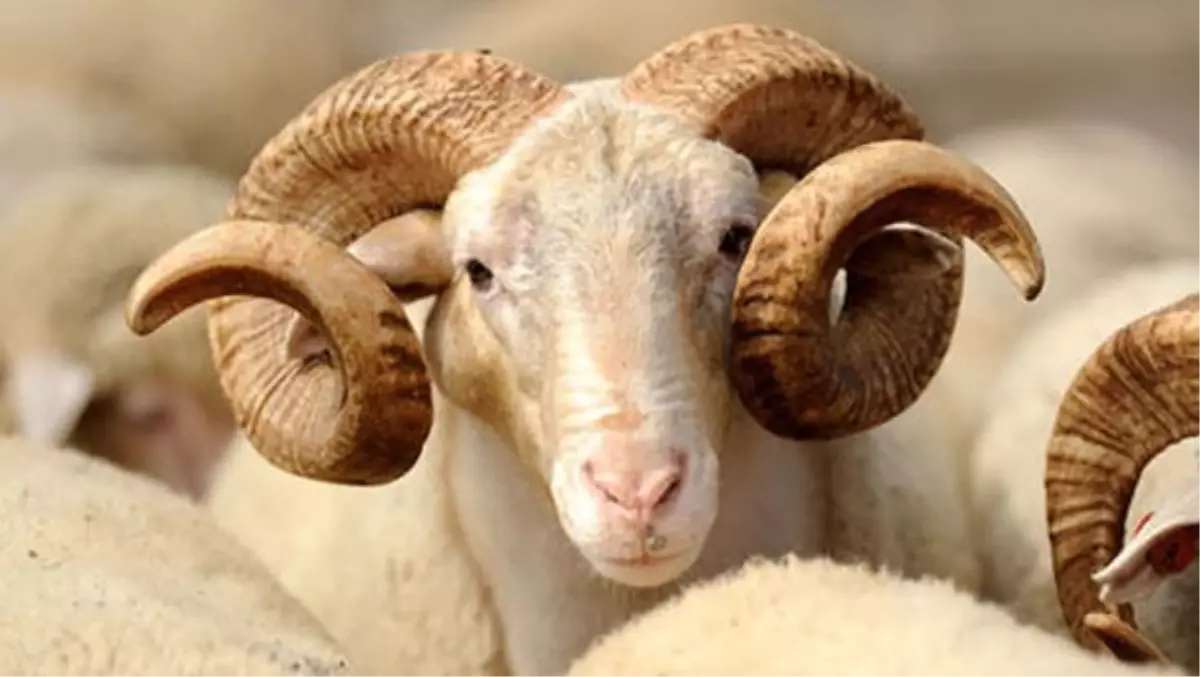 Kurban bayramı mesajları, 2016 Eğlenceli bayram tebriği yazıları