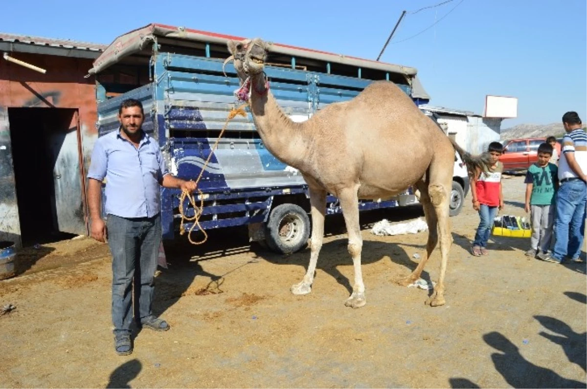 Besni\'de Kurbanlık Deve Vatandaşın İlgi Odağı Oldu