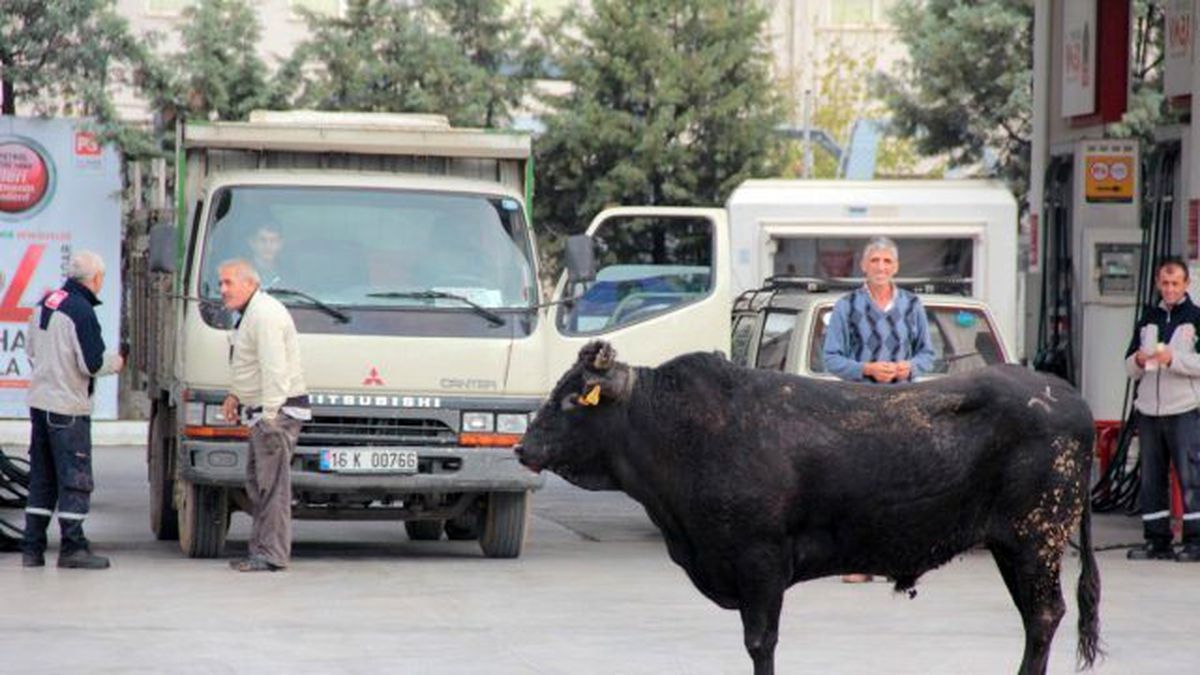 Kaçan Boğa Sahiplerini Peşinden Koşturdu