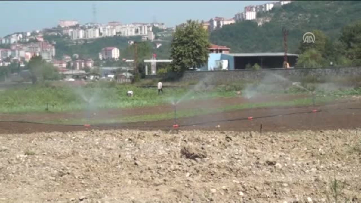 Islah Edilen Çöplükten Taze Sebze Topluyorlar