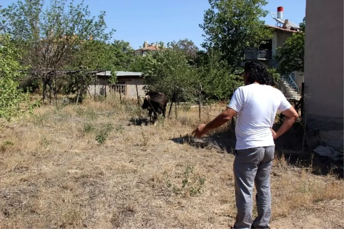 Kaçan Kurbanlık Sahibini Peşinden Koşturdu