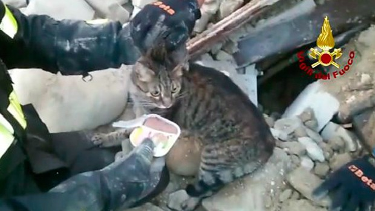 Kedi Pietro 16 Gün Sonra Enkazdan Çıkarıldı