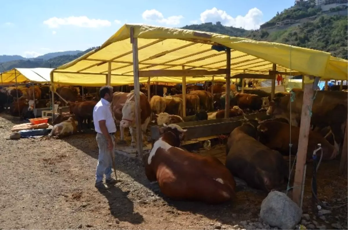 Trabzon\'daki Kurban Pazarında Son Gün Yoğunluğu