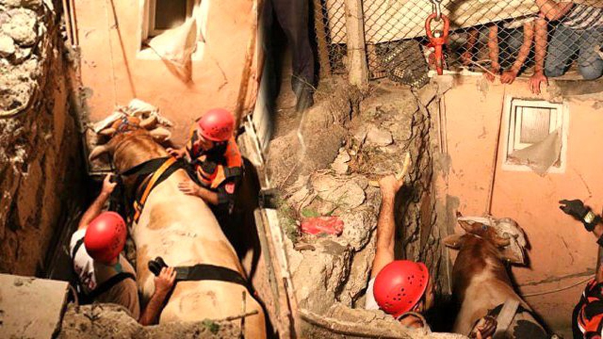 3 Metrelik Boşluğa Düşen Kurbanlık Boğayı İtfaiye Kurtardı