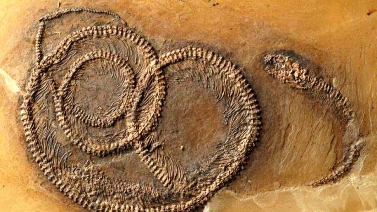 48 Milyon Yıllık Böcek Yemiş Kertenkeleyi Yiyen Yılan Fosili Bulundu