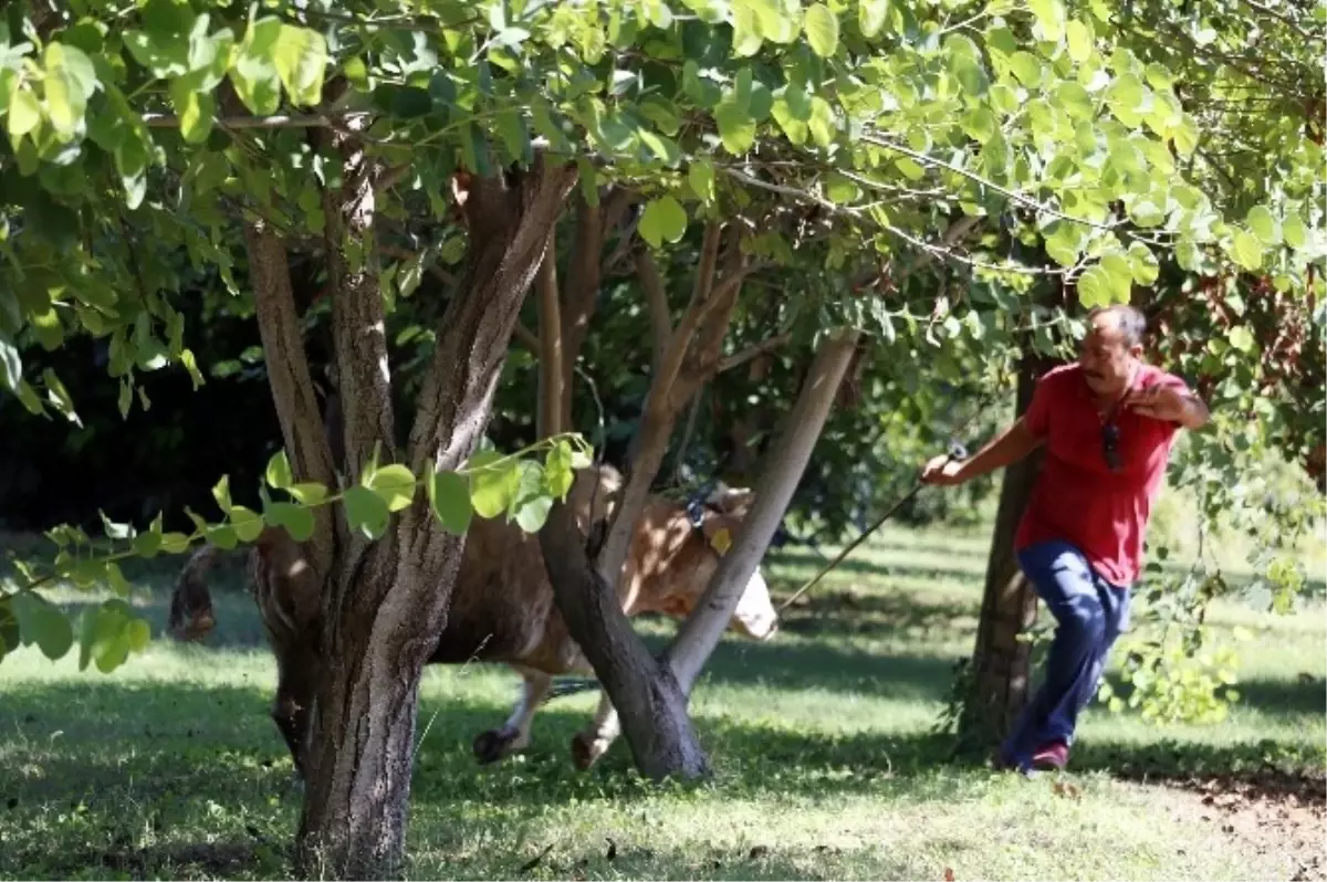 Antalya\'yı Peşine Taktı, Pes Etmedi