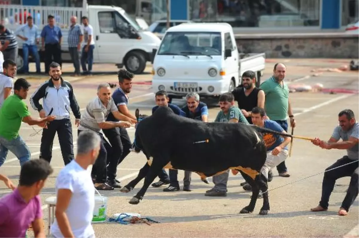 Bursa\'da Kaçan Kurbanlık Boğa Avm Girişinde Yakalandı (2)