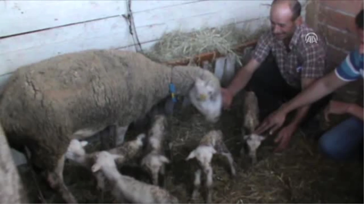 Hayrabolu\'da Çiftçinin Koyunu Bir Batında 5 Kuzu Dünyaya Getirdi